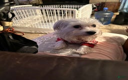 Yorkshire Terrier dogs for sale: Daisy - Image 8