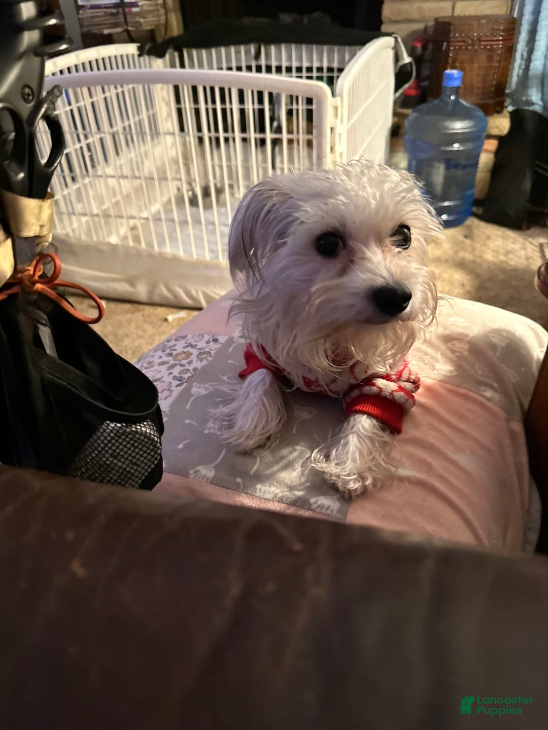 Yorkshire Terrier dogs for sale: Daisy - Image 8