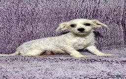 Havapoo dogs for sale: Luna - Image 6