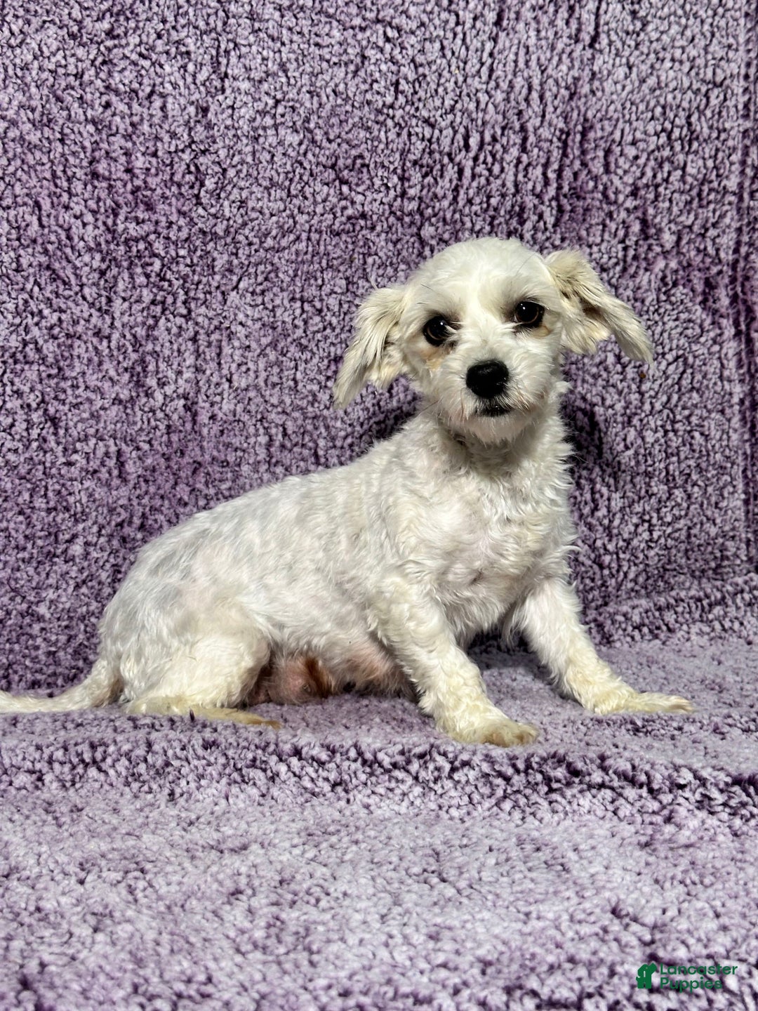 Havapoo dogs for sale: Luna - Image 6
