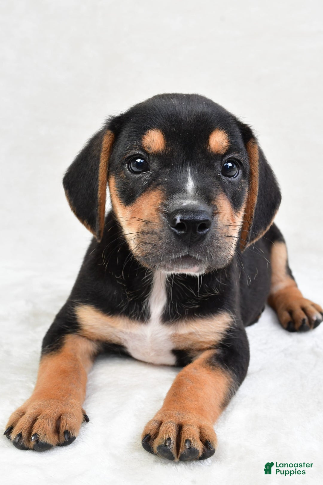 Beabull dogs for sale: Theo - Image 5