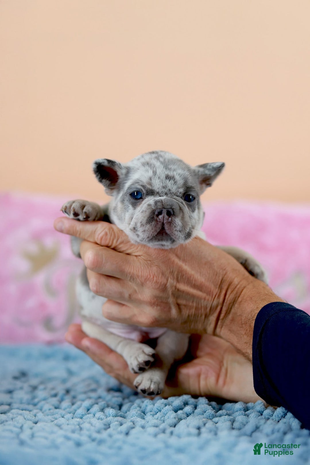 French Bulldog dogs for sale: Davis - Image 4