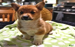 Welsh Corgi Pembroke dogs for sale: Tad - Image 7