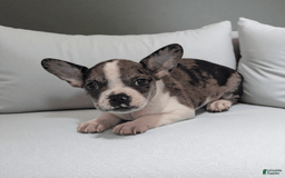 Frenchton dogs for sale: Heath - Image 3