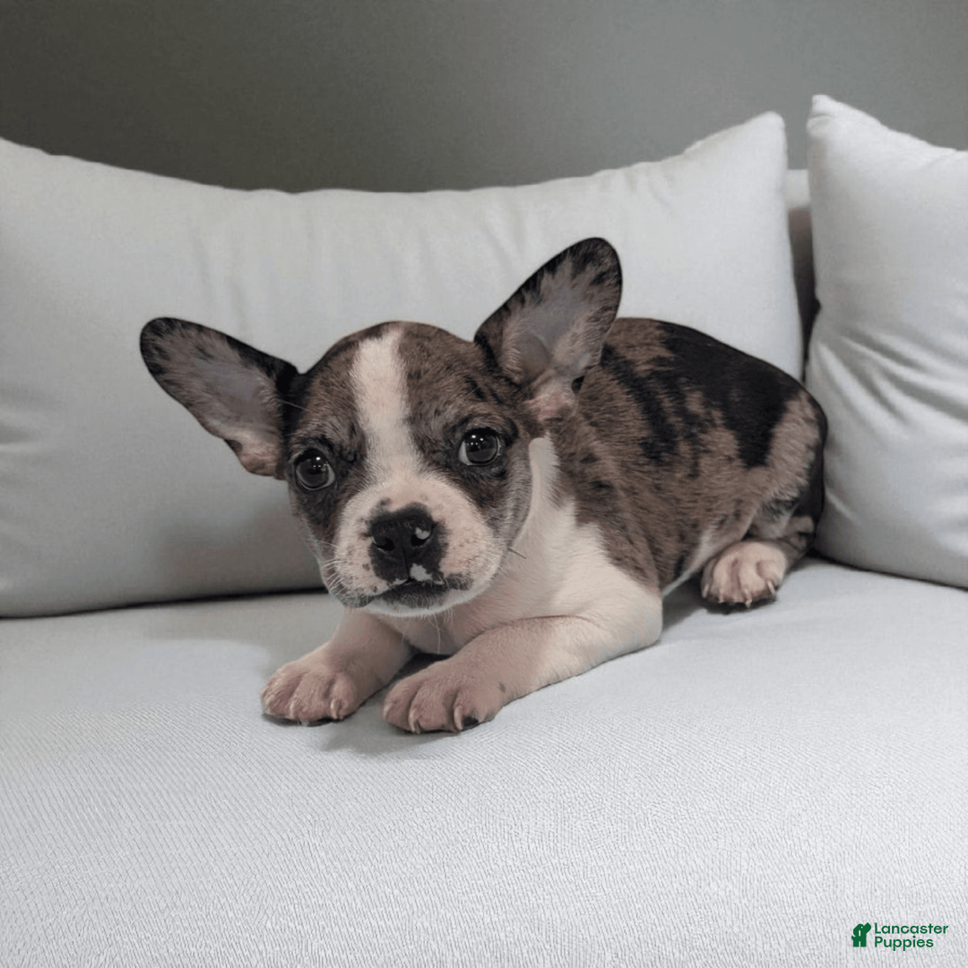 Frenchton dogs for sale: Heath - Image 3