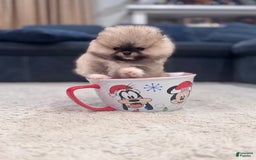 Pomeranian dogs for sale: Mila - Image 6