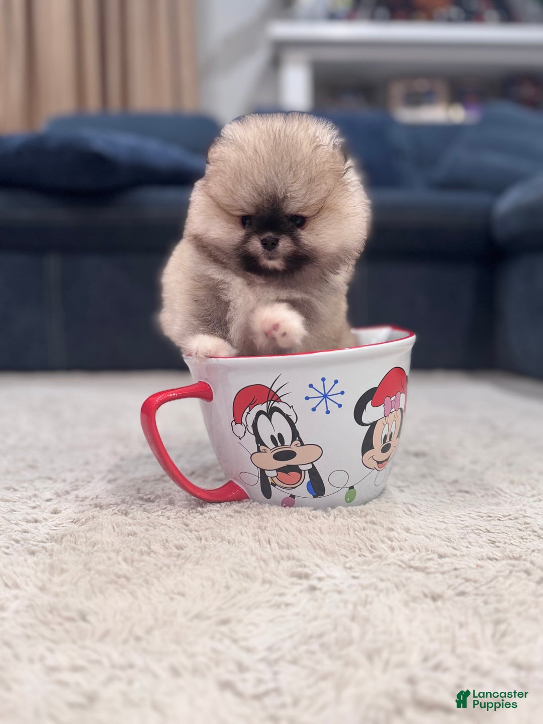 Pomeranian dogs for sale: Mila - Image 6