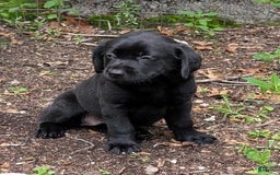 Labrador Retriever dogs for sale: Ahsoka - Image 3