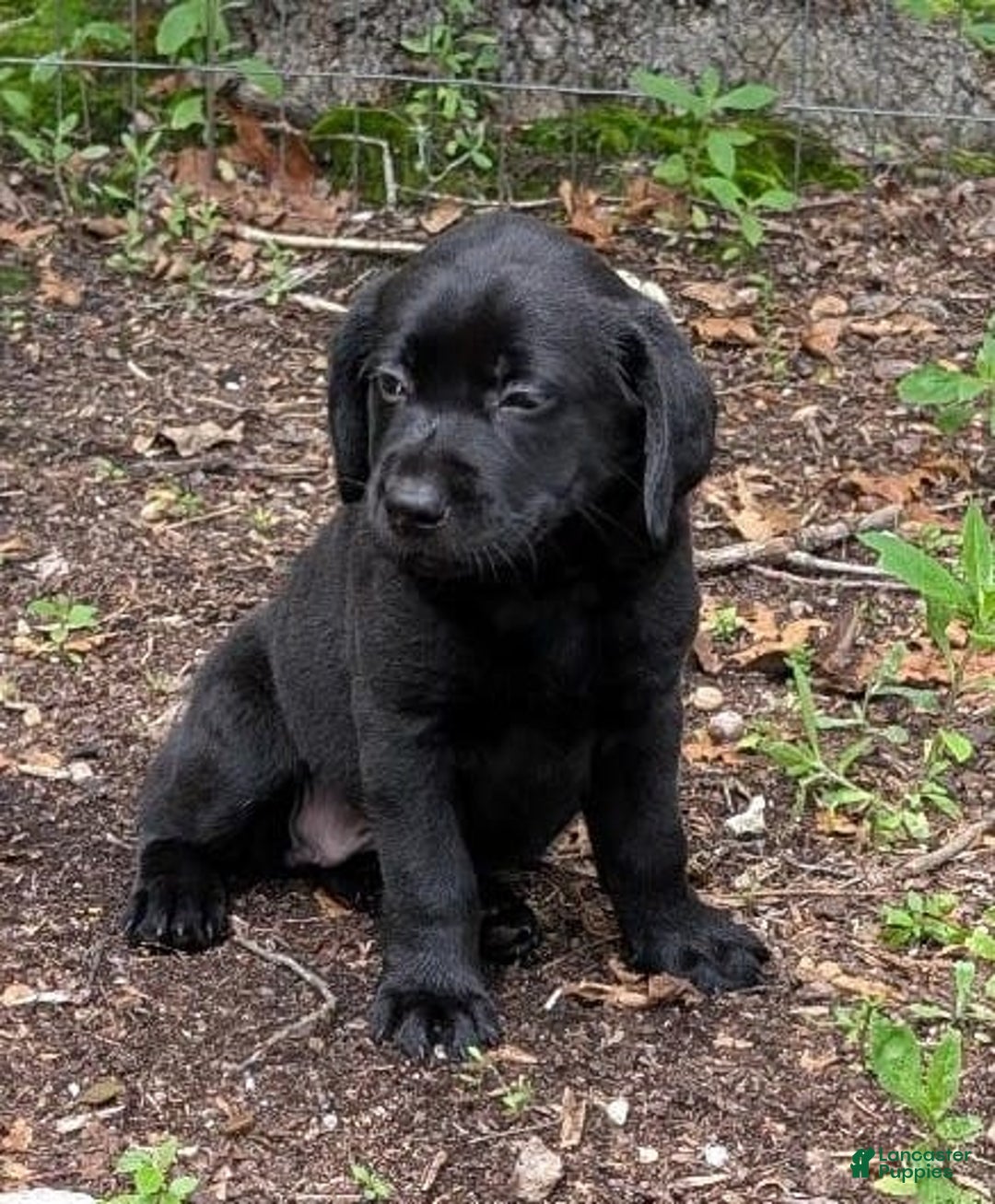 Labrador Retriever dogs for sale: Ahsoka - Image 3