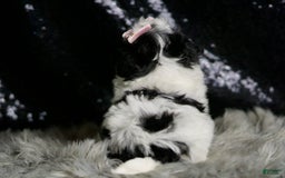 Maltipoo dogs for sale: Bonnie - Image 3