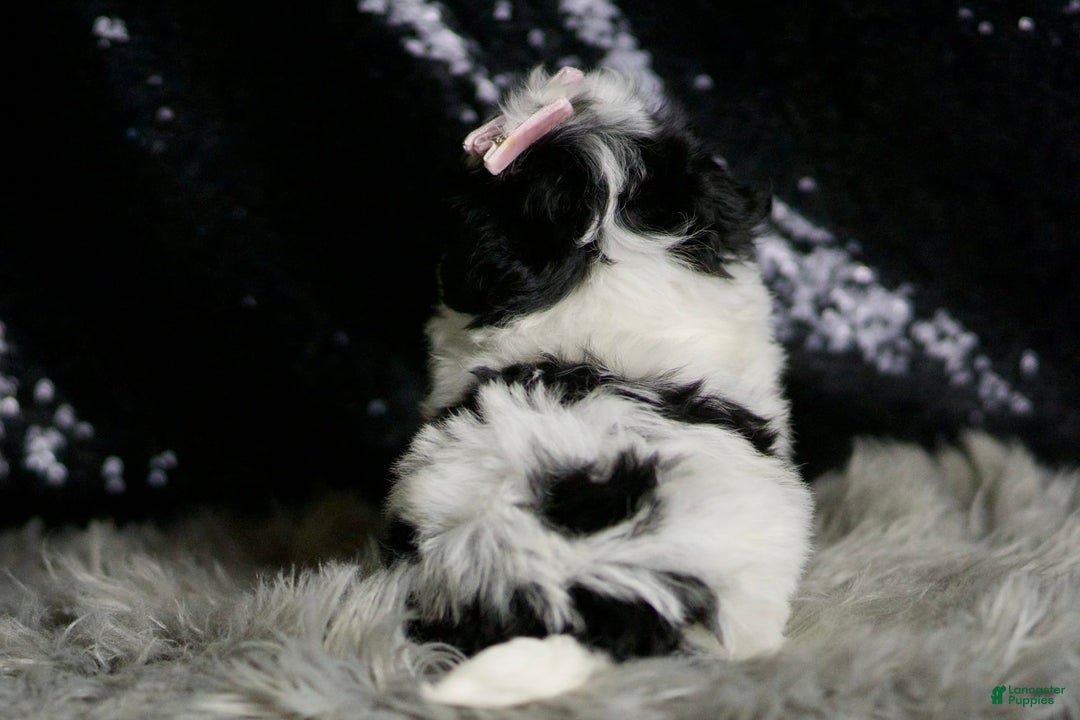 Maltipoo dogs for sale: Bonnie - Image 3