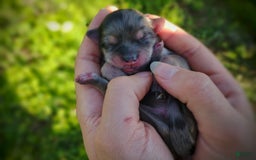 Morkie dogs for sale: Rare Merle Butterfly - Image 2