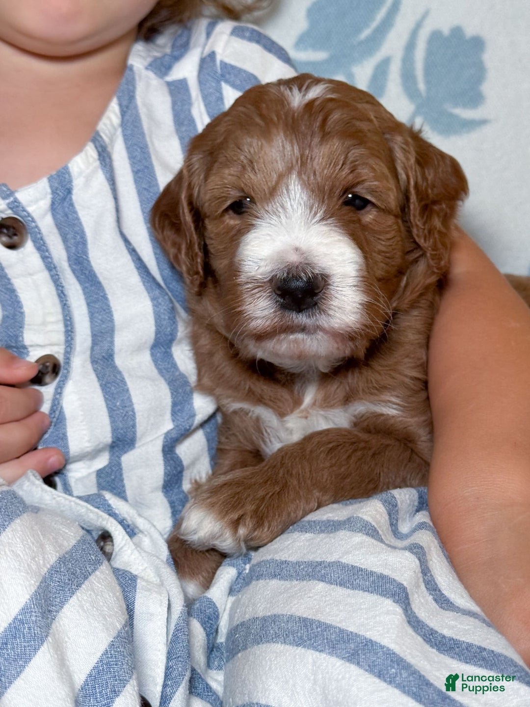 Goldendoodle dogs for sale: Charlotte - Image 10