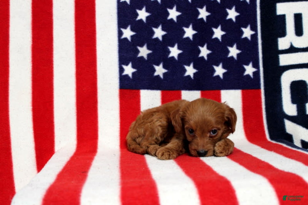Mini Goldendoodle dogs for sale: Paparika - Image 3