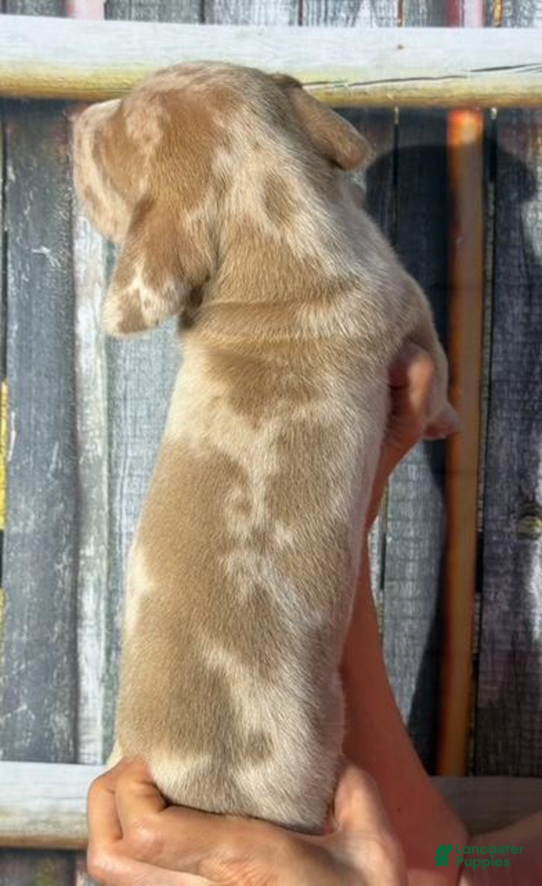 Great Dane dogs for sale: Great Dane 4 puppies - Image 12