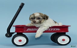 Havanese dogs for sale: Ike - Image 5