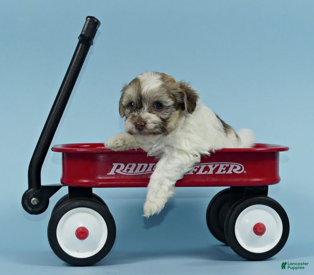 Havanese dogs for sale: Ike - Image 5