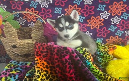 Siberian Husky dogs for sale: Pippa - Image 3