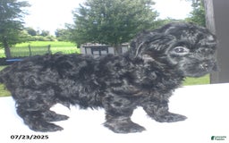Yorkiepoo dogs for sale: Mack - Image 15