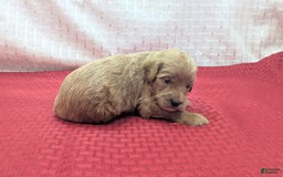 Cavapoo dogs for sale: Rex - Image 3