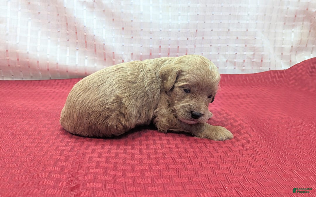 Cavapoo dogs for sale: Rex - Image 3