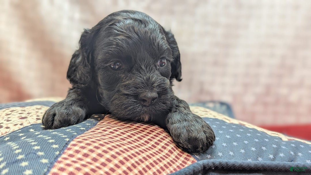 Cockapoo dogs for sale: Emily - Image 3