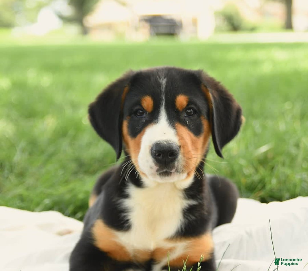 Greater Swiss Mountain Dog dogs for sale: Cheyenne - Image 6
