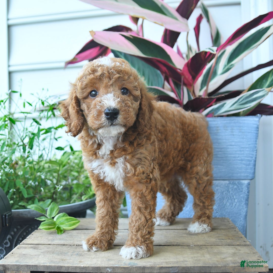 Mini Goldendoodle dogs for sale: Victor - Image 5