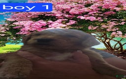 Goldendoodle dogs for sale: Otitis - Image 1