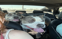 American Bully dogs for sale: Luna - Image 2