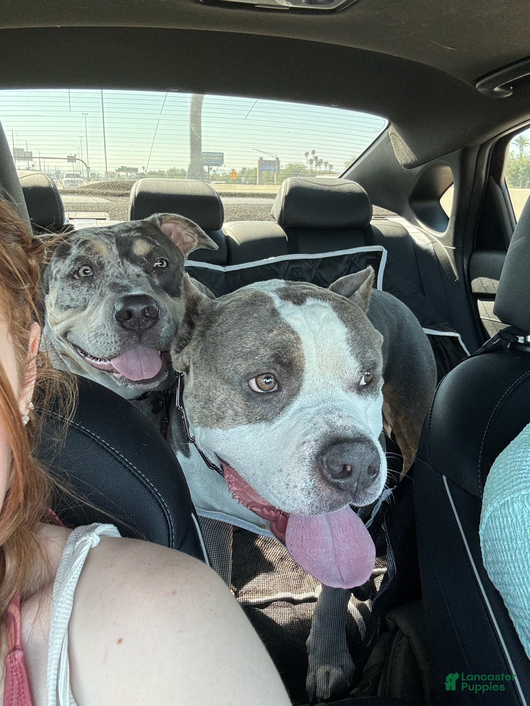 American Bully dogs for sale: Luna - Image 2