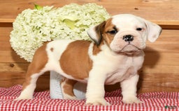 Beabull dogs for sale: Carson - Image 7