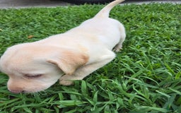 Labrador Retriever dogs for sale: Hank - Image 3