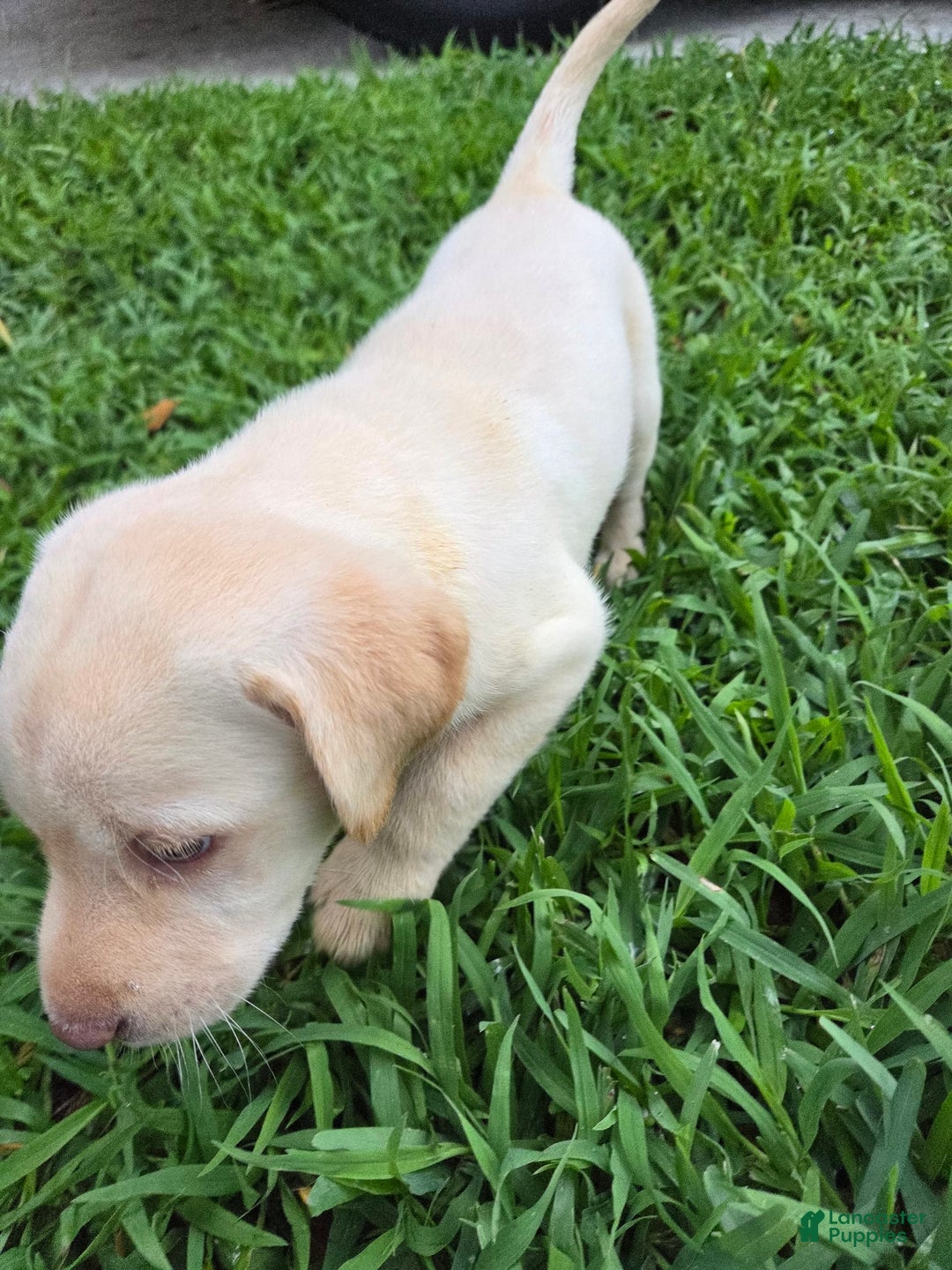Labrador Retriever dogs for sale: Hank - Image 3