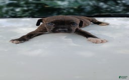 American Pit Bull Terrier dogs for sale: Jack - Image 9