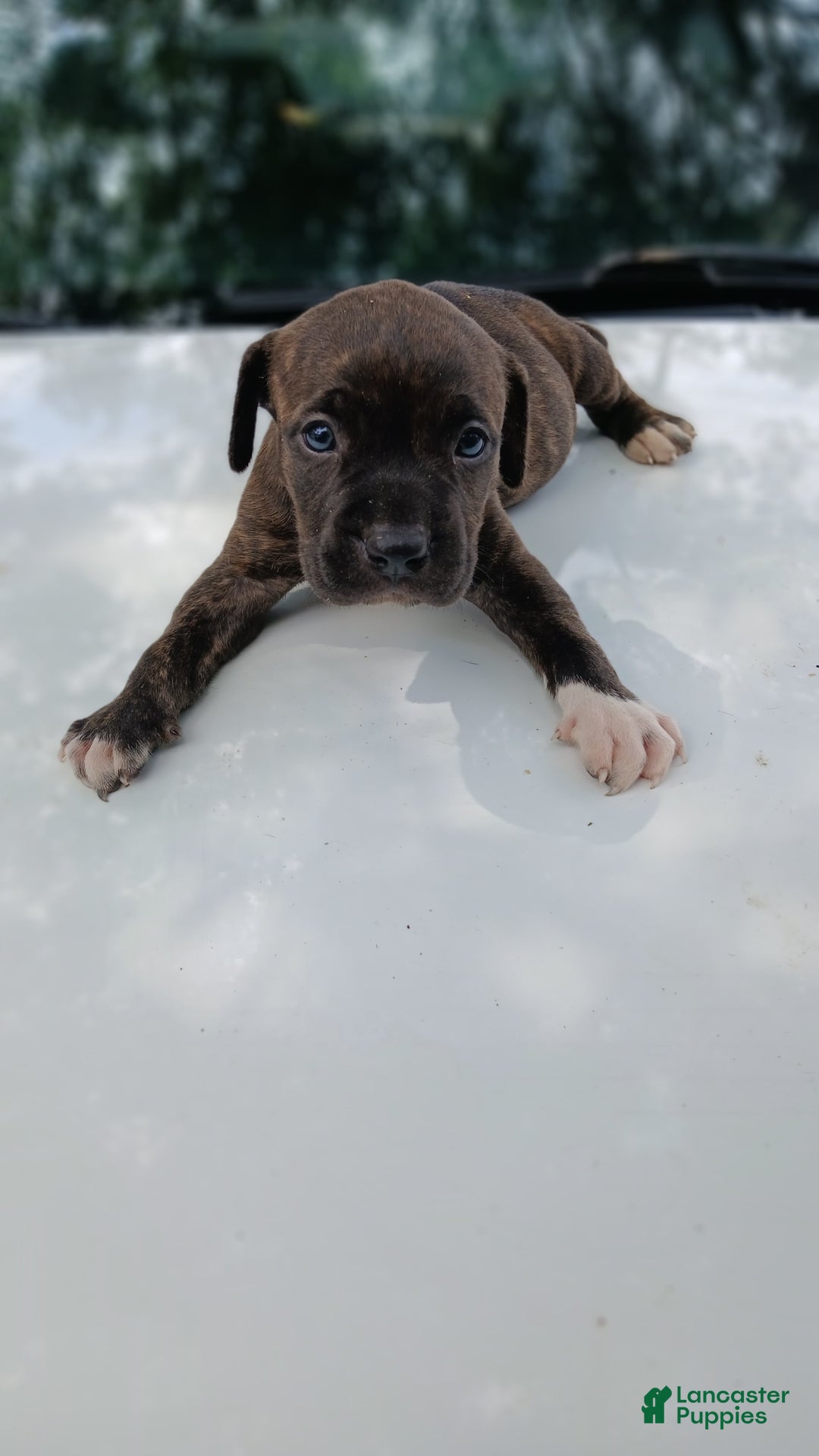 American Pit Bull Terrier dogs for sale: Jack - Image 9