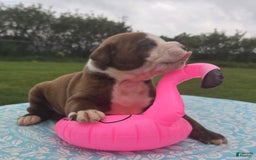 American Bulldog dogs for sale: Miss Honey - Listing for pets: Miss Honey, Matilda, Miss Trenchbell, Harry - Image 15