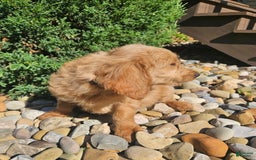 Goldendoodle dogs for sale: Ginger - Image 2
