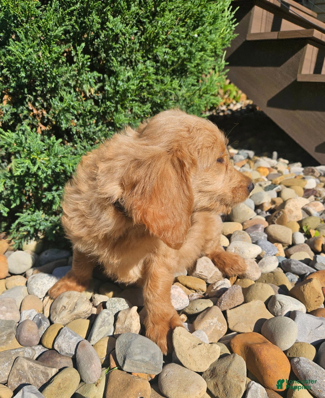 Goldendoodle dogs for sale: Ginger - Image 2