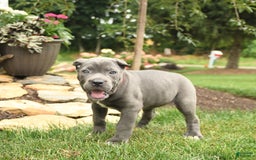 Cane Corso dogs for sale: Ocean - Image 10