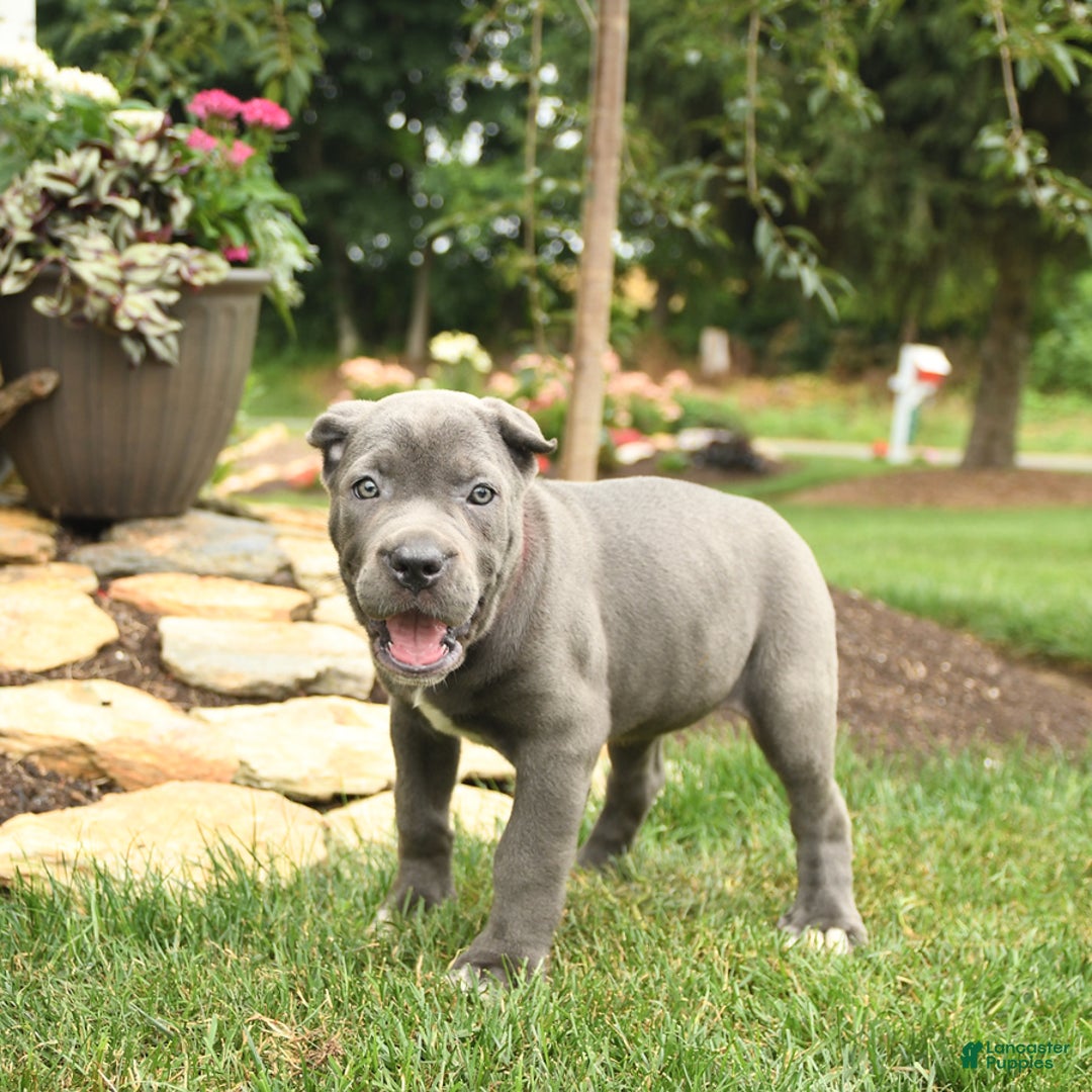 Cane Corso dogs for sale: Ocean - Image 10