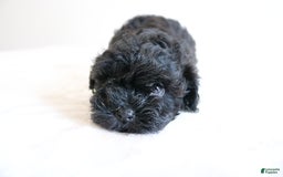 Shihpoo dogs for sale: Layla - Image 9