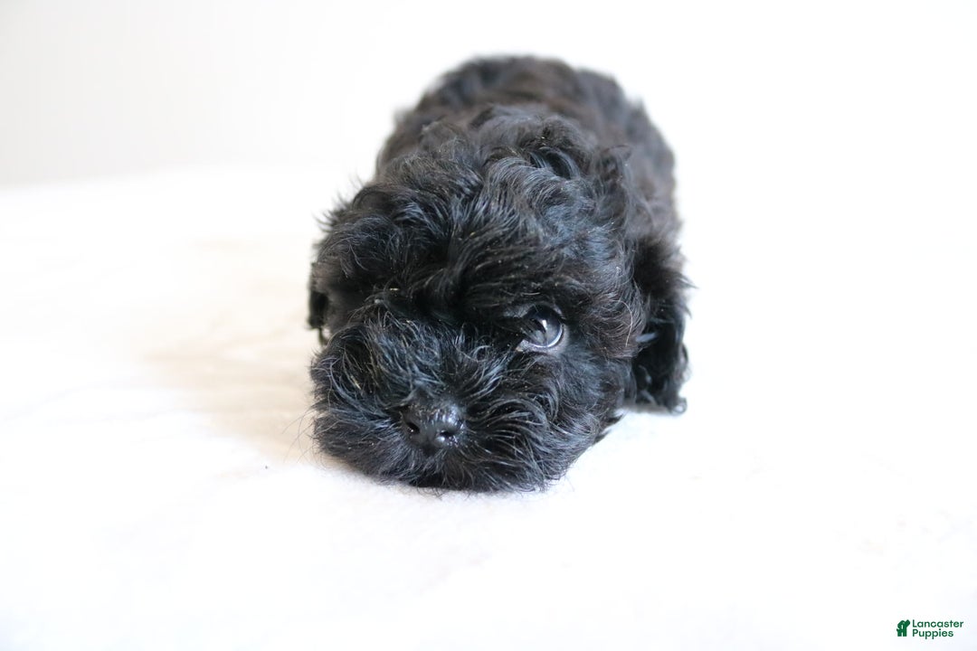 Shihpoo dogs for sale: Layla - Image 9