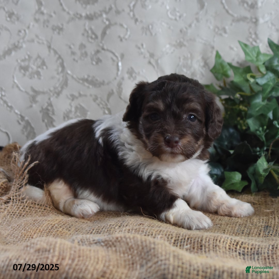 Cavapoo dogs for sale: Angie - Image 4