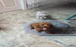 Cockapoo dogs for sale: Alice - Image 4