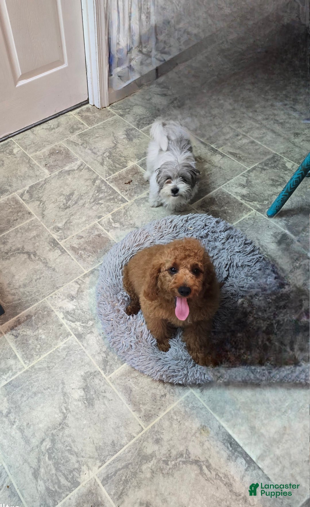 Cockapoo dogs for sale: Alice - Image 4