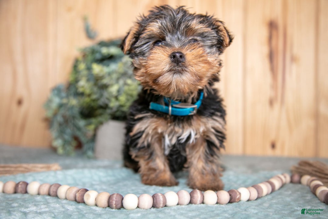 Yorkshire Terrier dogs for sale: Yorkshire Terrier 2 puppies - Image 4