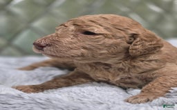Standard Poodle dogs for sale: Mahogany - Image 2
