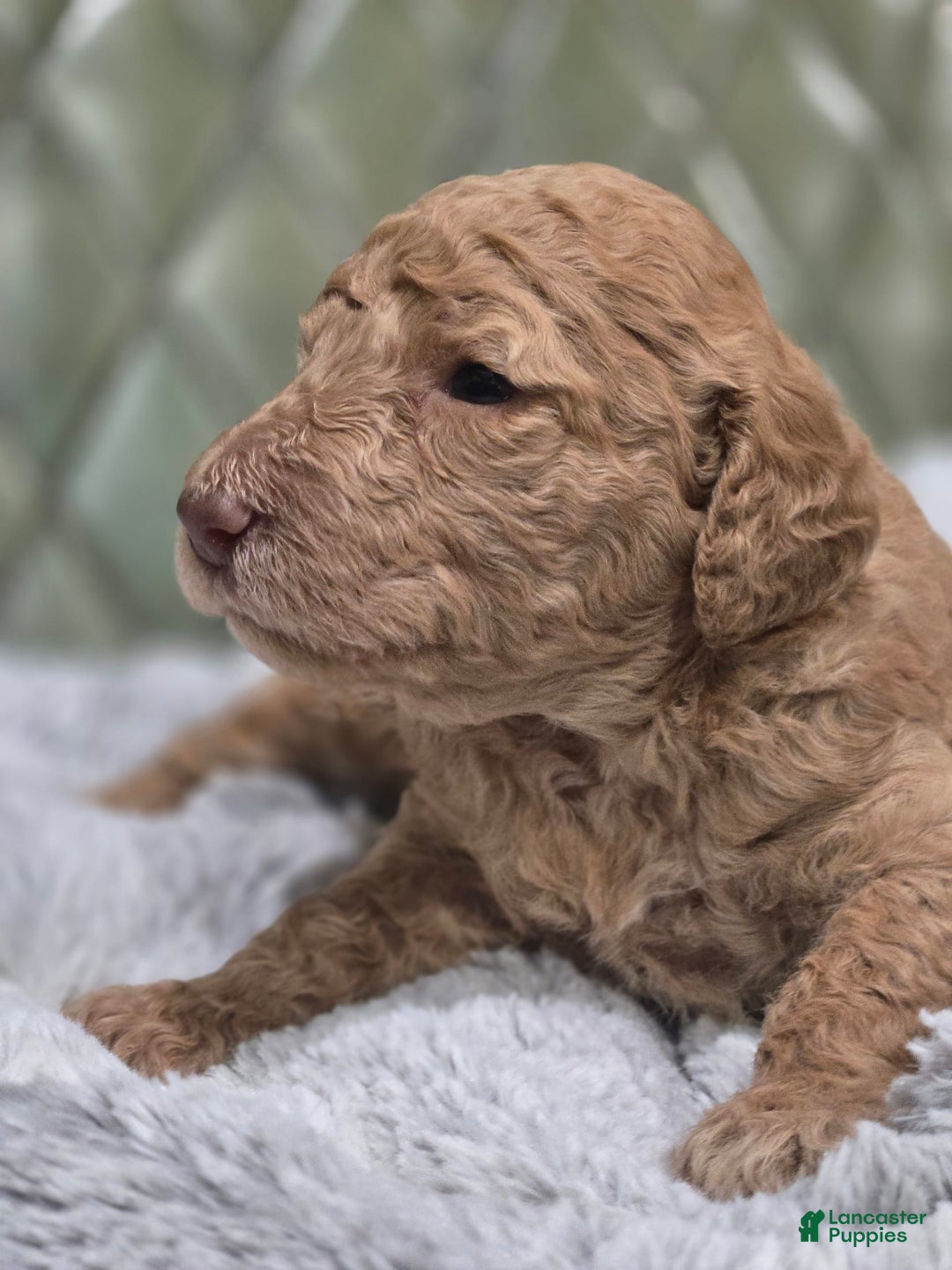 Standard Poodle dogs for sale: Mahogany - Image 2