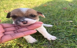 Jack Russell Terrier dogs for sale: Sydney - Image 3